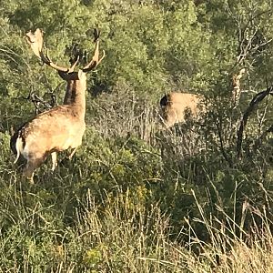 Fallow Deer Texas USA