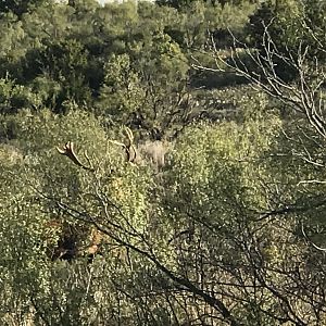 Fallow Deer Texas USA