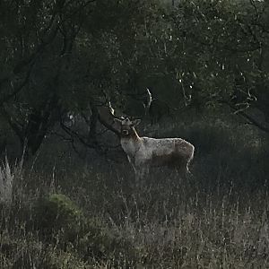 Fallow Deer Texas USA