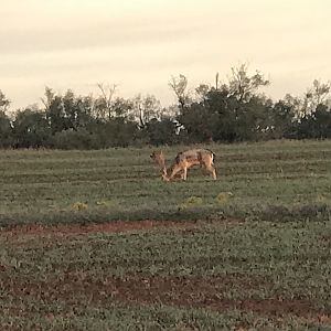 Fallow Deer Texas USA