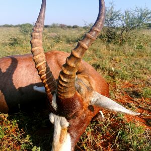 South Africa Hunt Blesbok