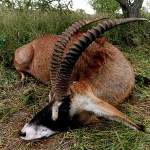 South Africa Hunting Roan