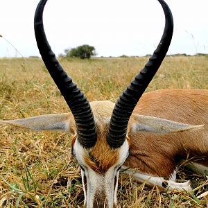 Hunt Springbok in South Africa