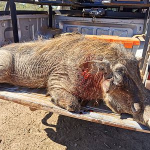 Warthog Bow Hunting South Africa