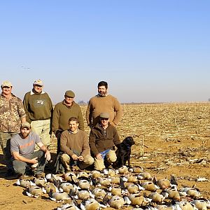 Egyptian Geese South Africa