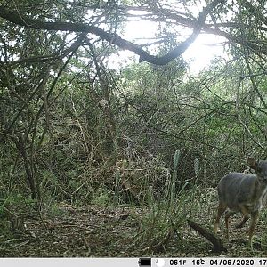 South Africa Trail Cam Pictures Blue Duiker