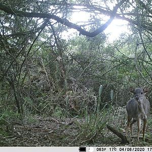 Blue Duiker Trail Cam Pictures South Africa