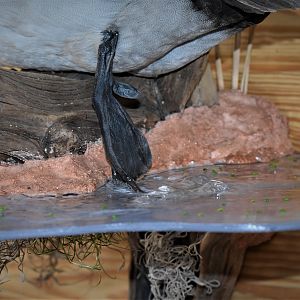 Pair Of Canvasbacks Full Mount Taxidermy