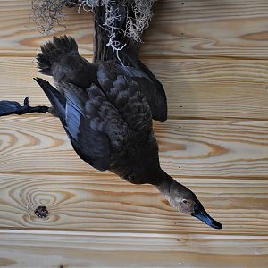 Pair Of Canvasbacks Full Mount Taxidermy