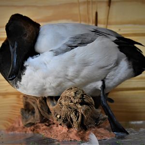 Pair Of Canvasbacks Full Mount Taxidermy