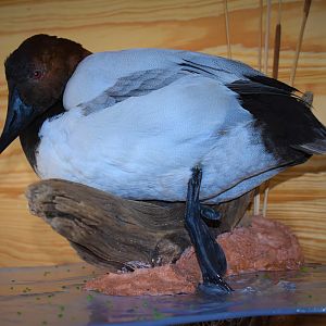 Pair Of Canvasbacks Full Mount Taxidermy