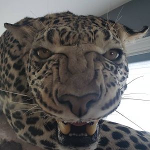 Leopard Full Mount Taxidermy