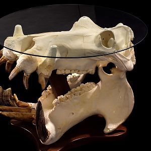 Hippo Skull Table