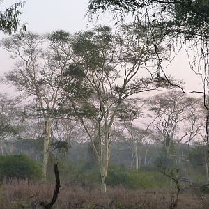 Hunting a fever tree forest in KwaZulu-Natal South Africa early morning