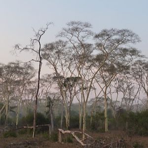 Hunting a fever tree forest in KwaZulu-Natal South Africa early morning