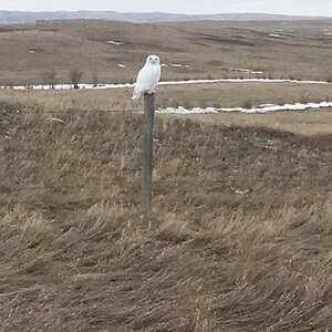 Snowy Owl in Canada