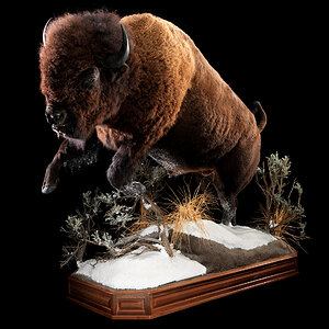 Bison Full Mount Taxidermy