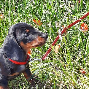 Dachshund