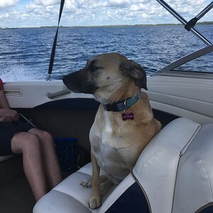 Bailey on her first boat ride