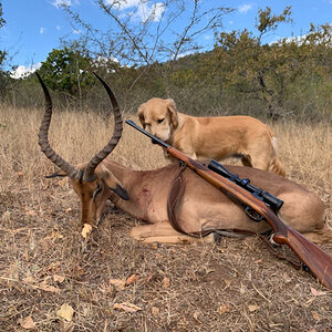 Hunting Impala in South Africa