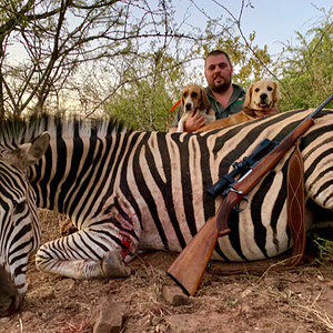 Burchell's Plain Zebra Hunt South Africa