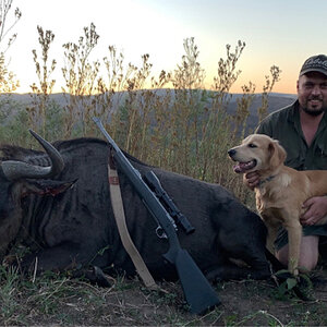 Hunt Blue Wildebeest in South Africa