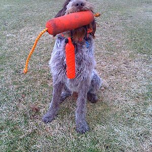 Spinone Italiano Dog