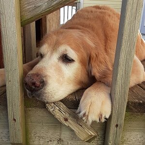 Golden Retriever