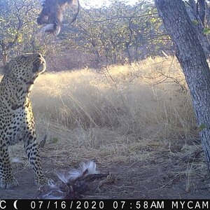 Trail Cam Pictures of Leopard in Namibia