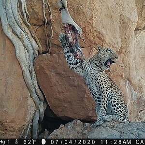 Leopard Trail Cam Pictures Namibia