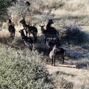 Waterbuck in Namibia