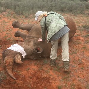 Darted White Rhino