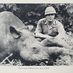 Hunting Black Rhino from the book African Hunter by Bror von Blixen-Finecke