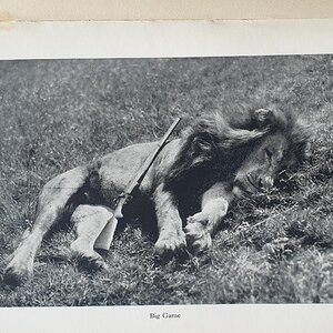 Hunting Lion from the book African Hunter by Bror von Blixen-Finecke