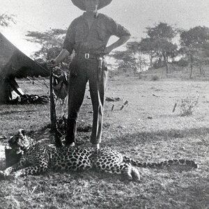 Hunting Leopard by Bror von Blixen-Finecke