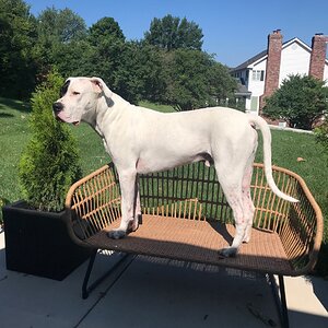 My Dogo Argentino