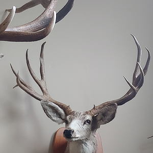 Deer Shoulder Mount Taxidermy