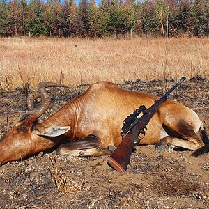 Hunting Red Hartebeest in South Africa