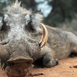 South Africa Hunting Warthog