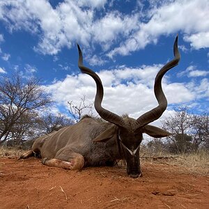 South Africa Hunt Kudu