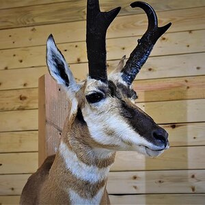 Pronghorn Shoulder Mount Taxidermy