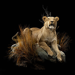 Lion Full Mount Taxidermy