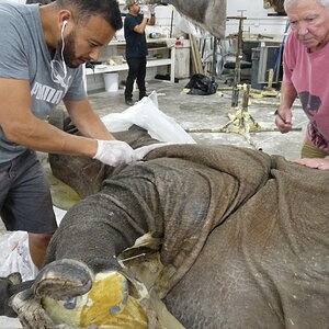 White Rhino Mounting Process