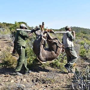 Hunting Kudu in South Africa