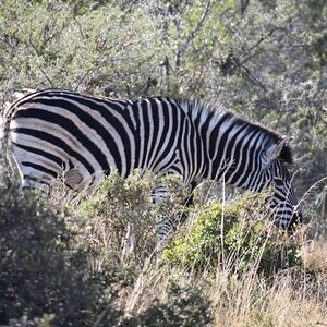 Burchell's Plain Zebra