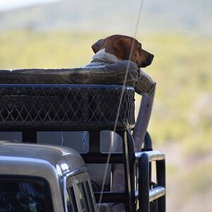 South Africa Hunt