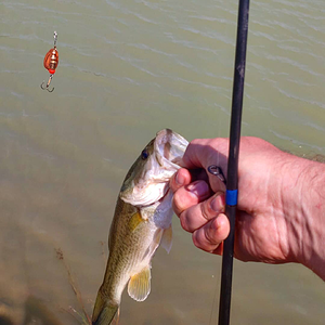 South Africa Fishing Bass