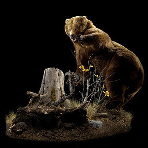 Brown Bear Full Mount Taxidermy