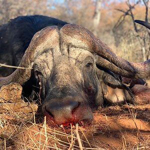 Hunting Buffalo in South Africa