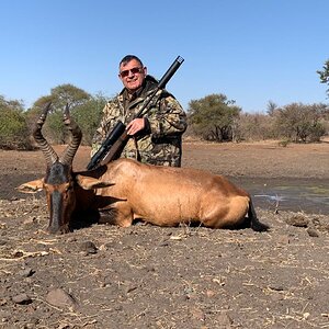 Red Hartebeest Hunt South Africa